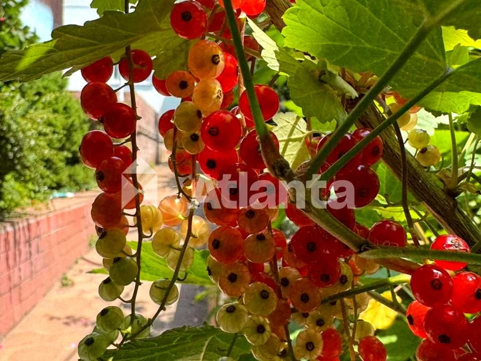 Будинок. Одеса, Абрикосова вул.