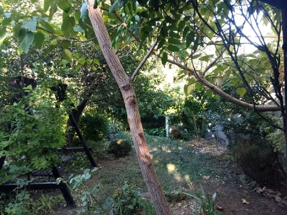 Ділянка. Одеса, Горіхова вул.