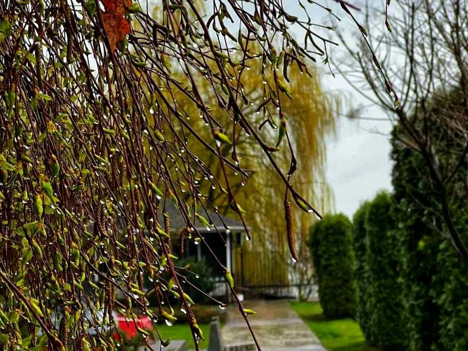 Будинок. Київ, Осокорки