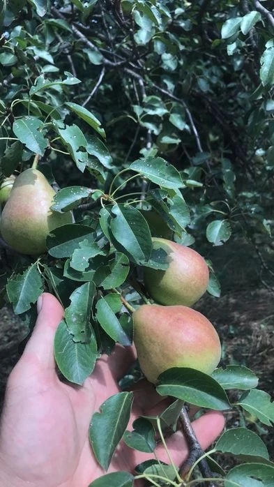 Продам   дачу в городе район  Космос