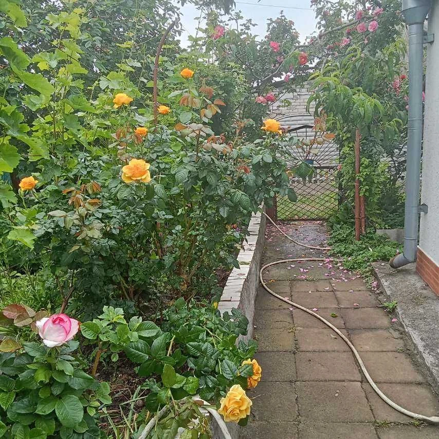 Продам дачу СВТ «Харчовик» (Широка Балка, ост. «Міда»)