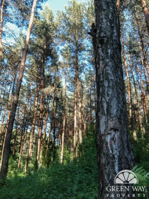 Продаж земля 10 соток ліс тиша під будівництво