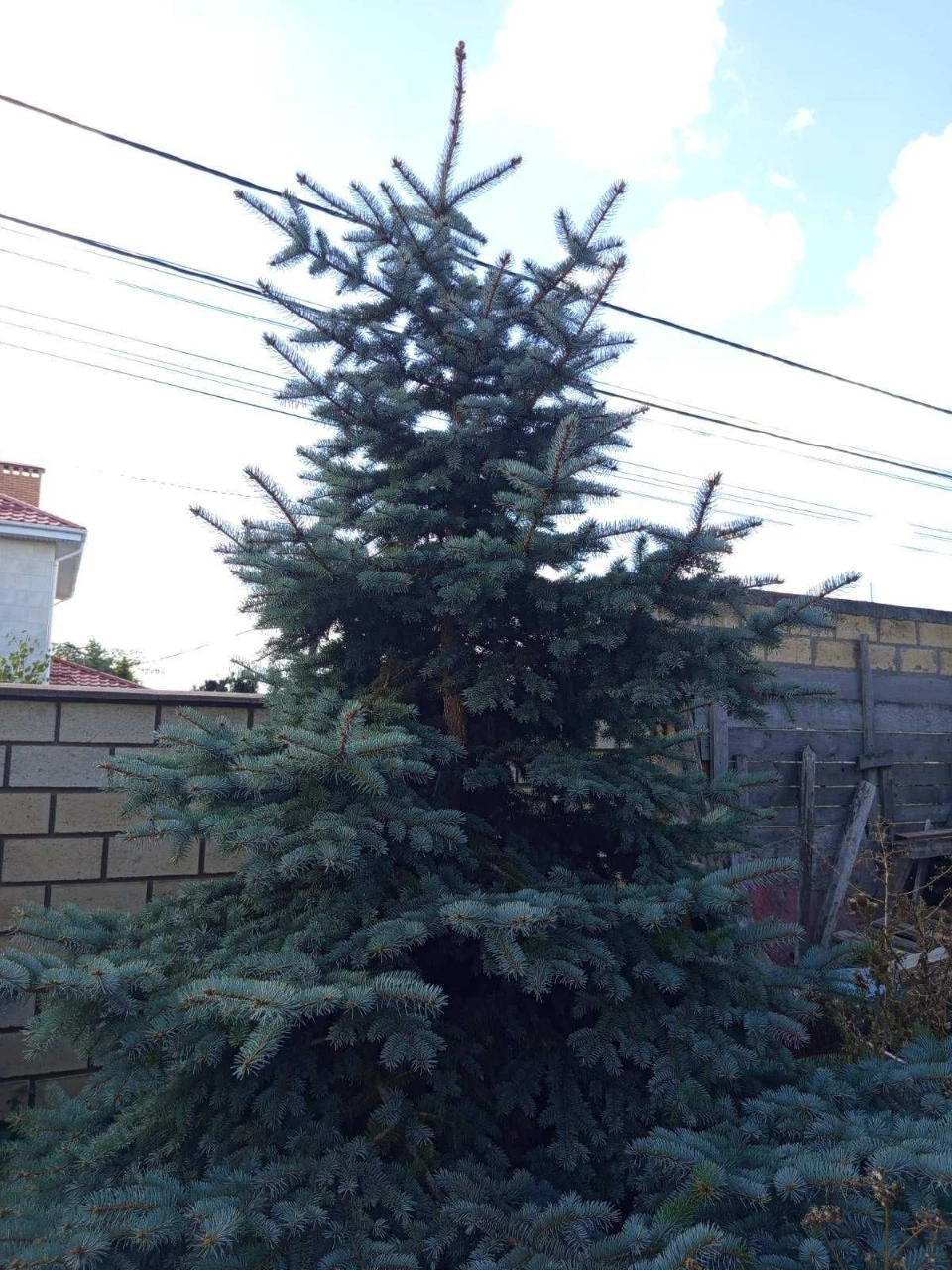 Продам дом в Лесках.