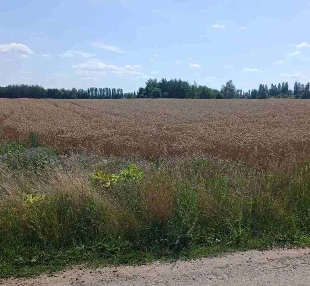 Пай 3 гектари рівний