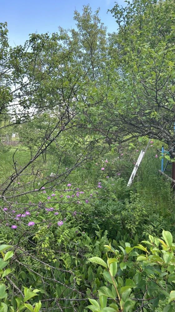 Продам дачу в САДіВНИЧОМУ ТОВАРИНСТВІ „ОргтеХніКА-2» N 141.