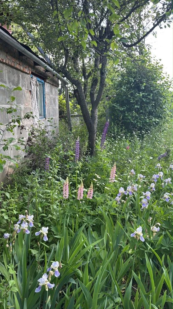 Продам дачу в САДіВНИЧОМУ ТОВАРИНСТВІ „ОргтеХніКА-2» N 141.