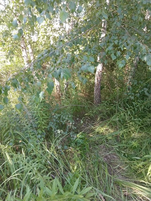 Повна ціна 18 тис. у.о. за весь. Продам участок у Києві (Жул