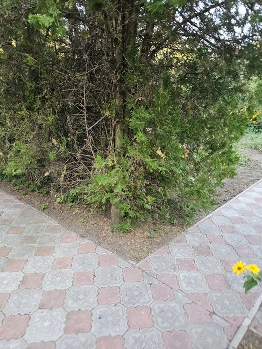 Продам добротный ухоженный Дом с участком, Карачёвка ( Покот