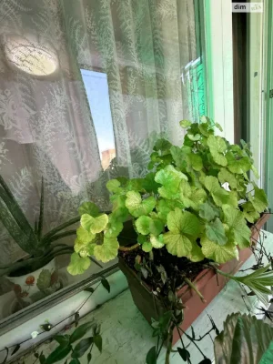 Продаж Квартира Новий