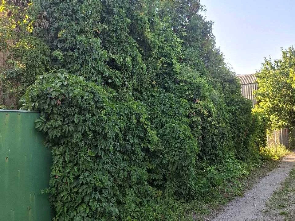 Будинок. Дніпро, Клубничка
