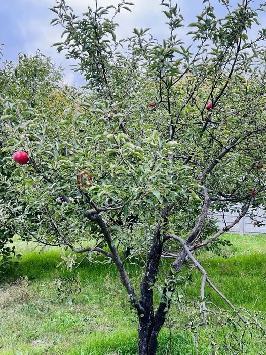Продам дом 98м2 с участком в Рыбальском