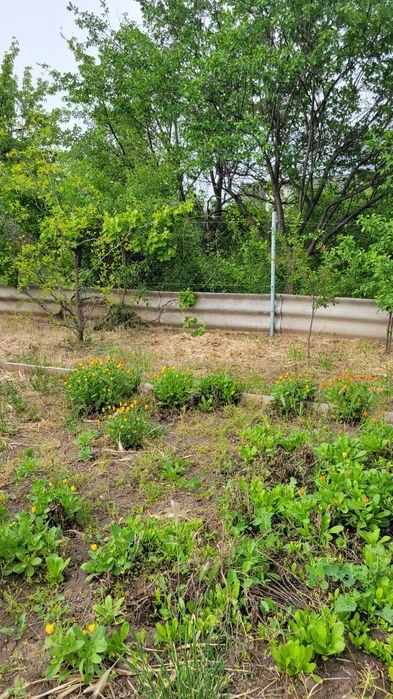 Продаю дачу Варварівка Сади - 2 , СТ " Мічурінець " хороший