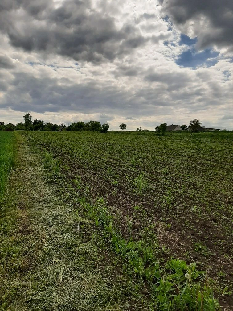 Господарство в Хоросткові Земельна ділянка  0,7 га .і
