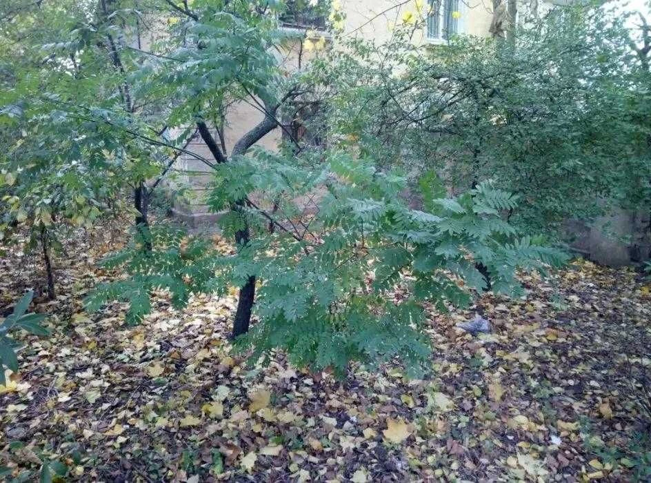 (4) квартира с палисадником на Люстдорфская дорога/ул. Комар