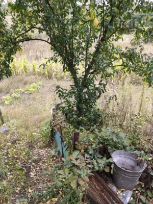 Продам дачу Новоселиця