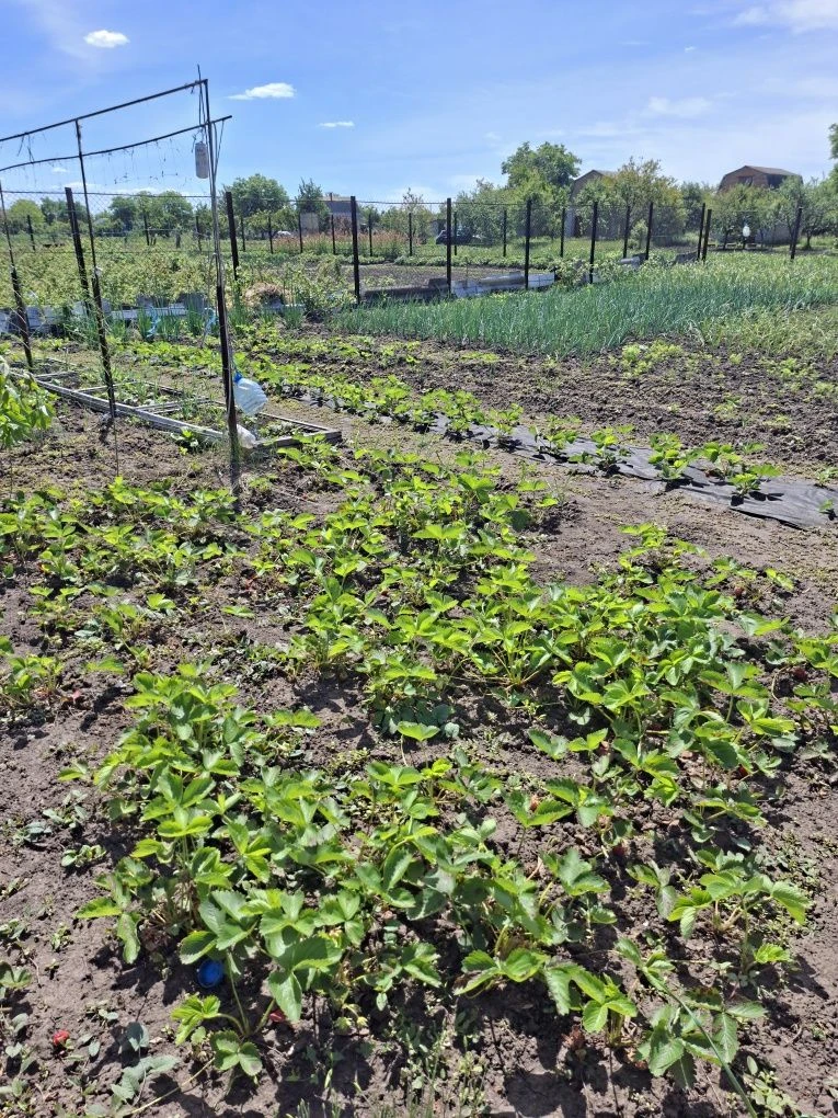 Продам дачу в  СТ Колос
