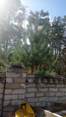 Продам будинок біля бору Жихор