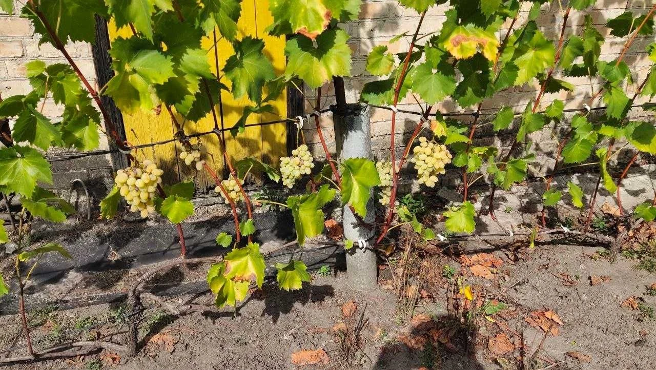 Продам дачу на Осокорках (Дарницький район, Київ)