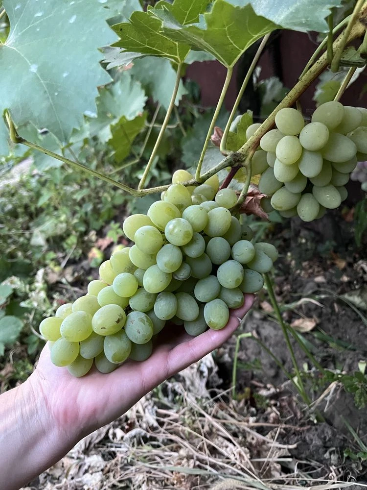 Продам дачу, є будиночок потрібен ремонт