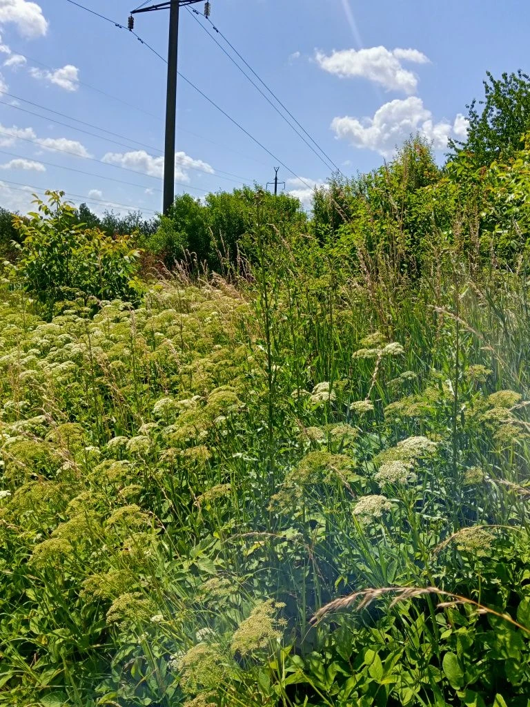 Продається дачна ділянка в Дем'яновому Лазі