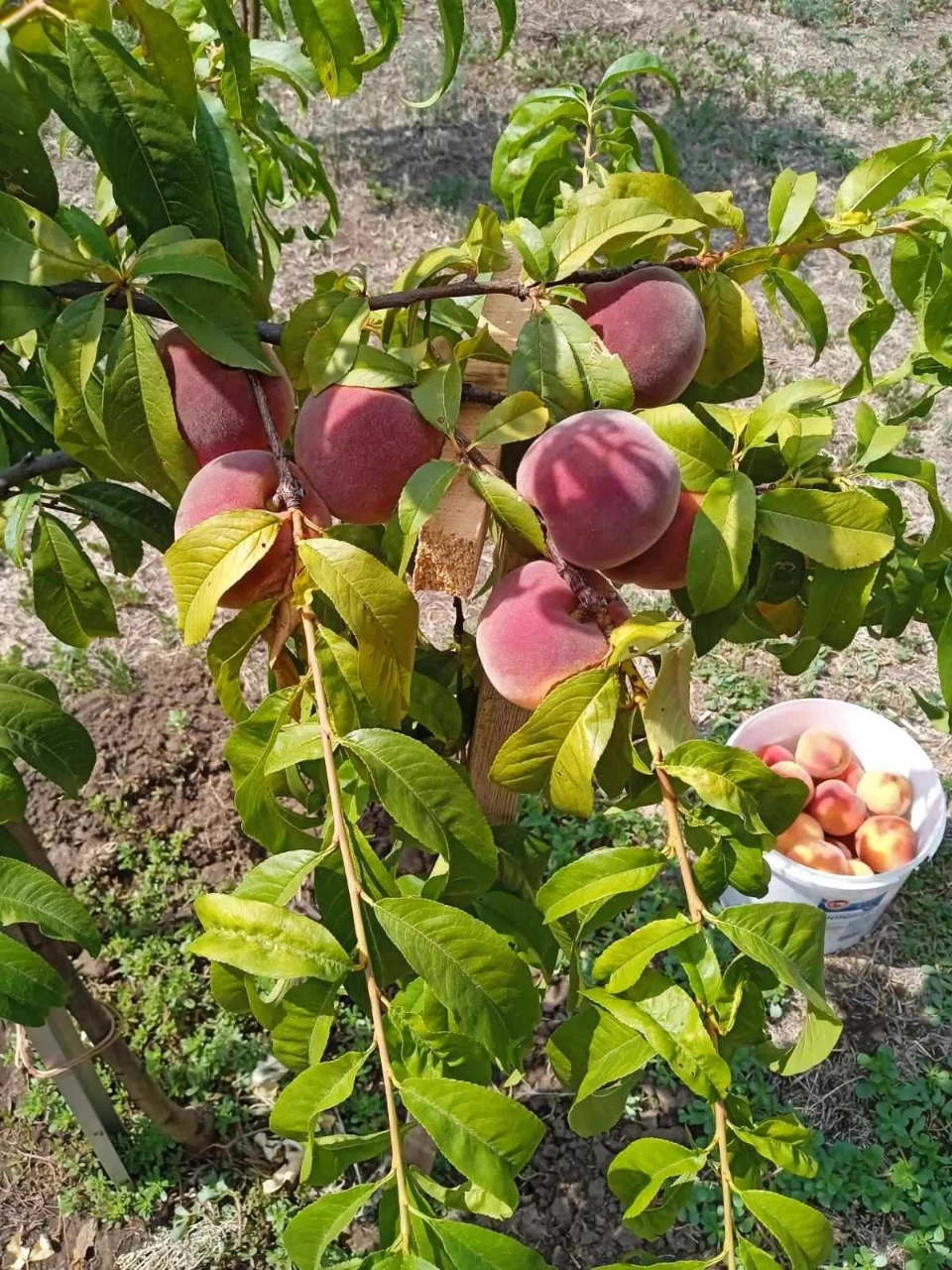 Продаю 3х этажную дачу