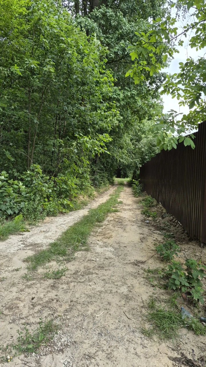 Land with Forest, Brukhovychi