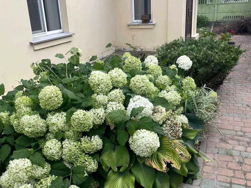 Будинок. Київ, Всеволода Петріва вул.