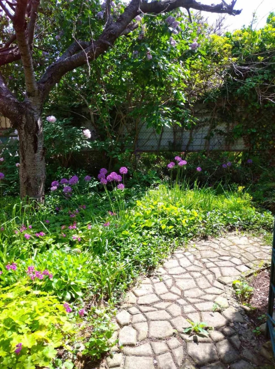Plot in Chornomorka 7 acres (cadastre) SEA 100 meters away (15