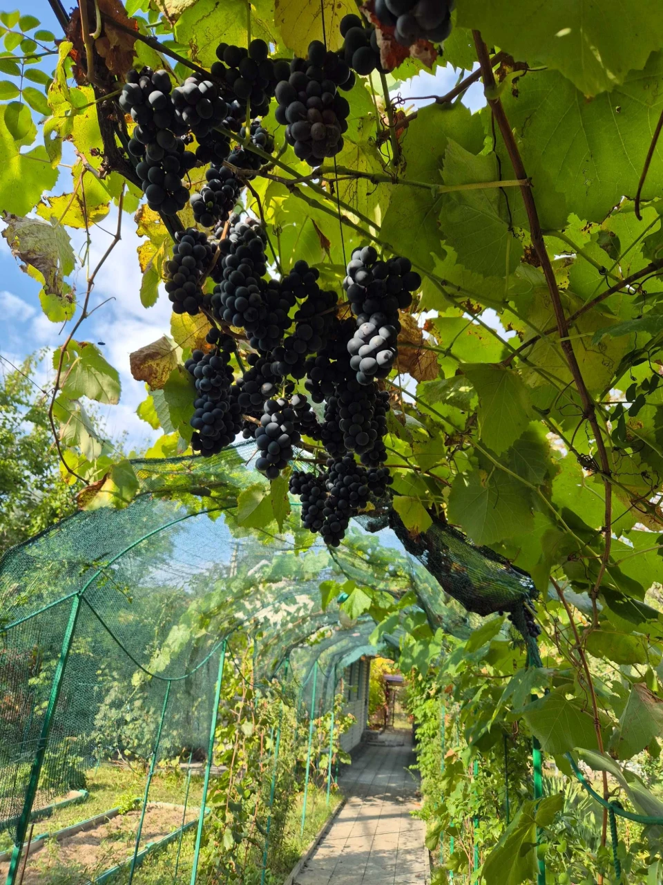 Продам свою дачу в лісі.