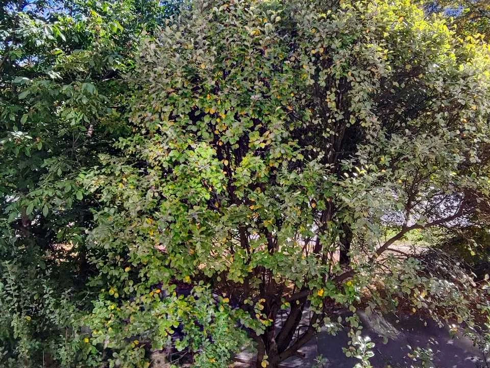 Квартира. Львів, Наукова вул.
