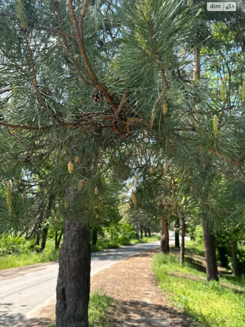Продаж Дім Придніпровський