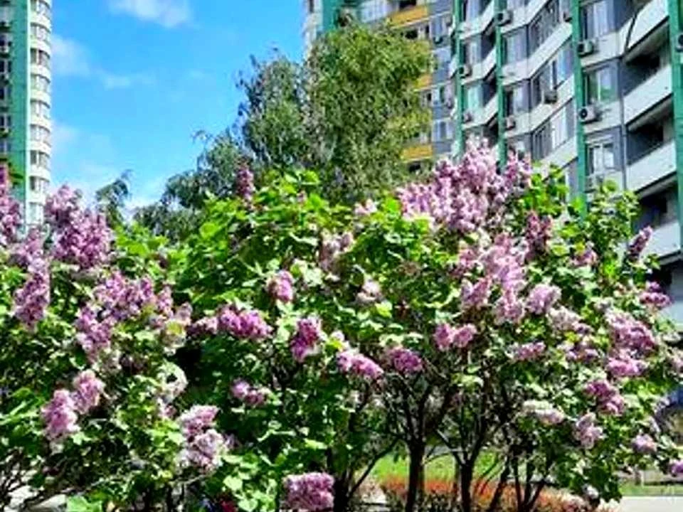 Apartment. Kyiv, Vyshorodska St.