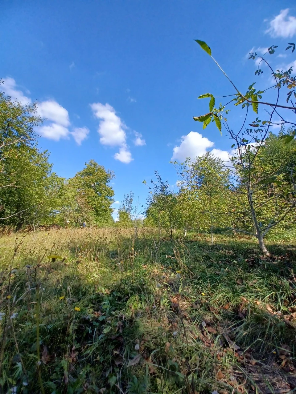 For Sale: Privately Owned Land Plot in Village of Lani, Vinnytsia