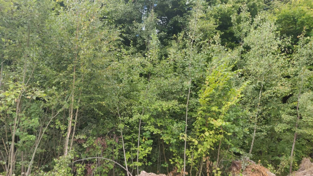 Land 6 acres Ivano-Frankivsk, forest, fish lakes, 20 minutes to Fr