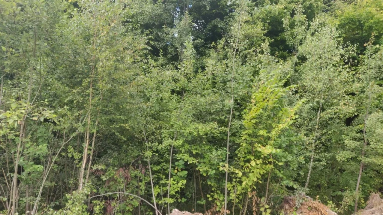 Land 6 acres Ivano-Frankivsk, forest, fish lakes, 20 minutes to Fr