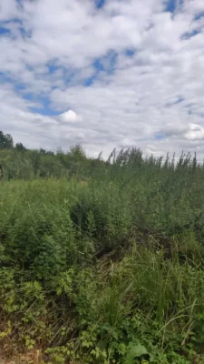 Land 6 acres Ivano-Frankivsk, forest, fish lakes, 20 minutes to Fr