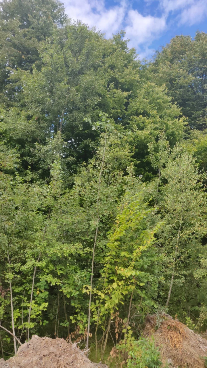 Land 6 acres Ivano-Frankivsk, forest, fish lakes, 20 minutes to Fr