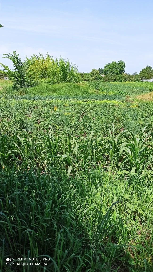 Privatized plot of land for construction 10 acres