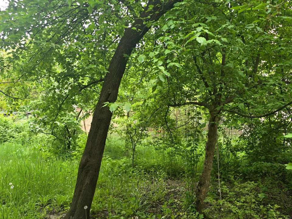 Квартира. Львів, вулиця Миколи Голубця