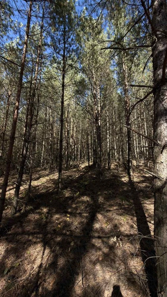 Land plot