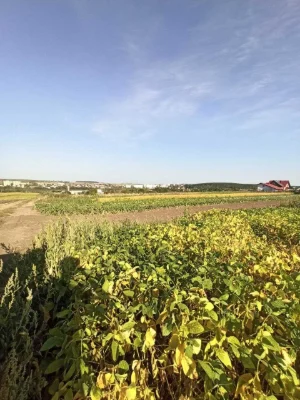 Продам земельну ділянку під забудову. Велика Березовиця