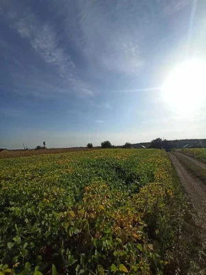 Продам земельну ділянку під забудову. Велика Березовиця