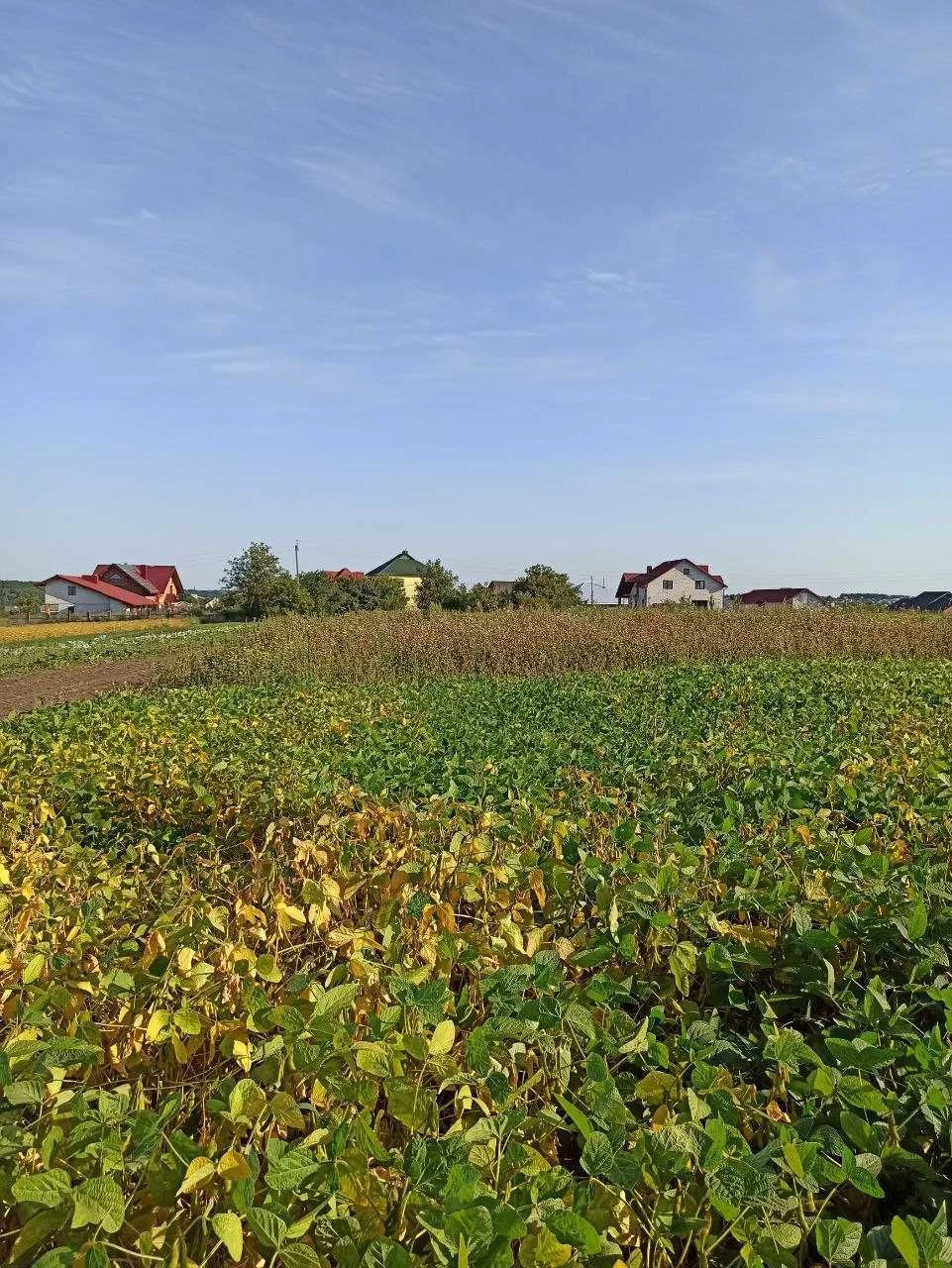 Продам земельну ділянку під забудову. Велика Березовиця