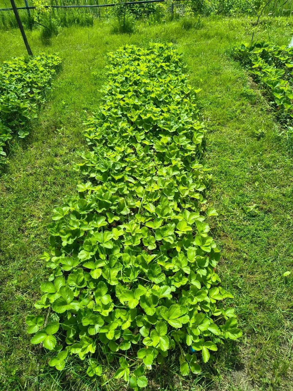 For sale, plot of land on the right bank, near the quarry