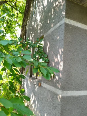 Продам дачну земельну ділянку