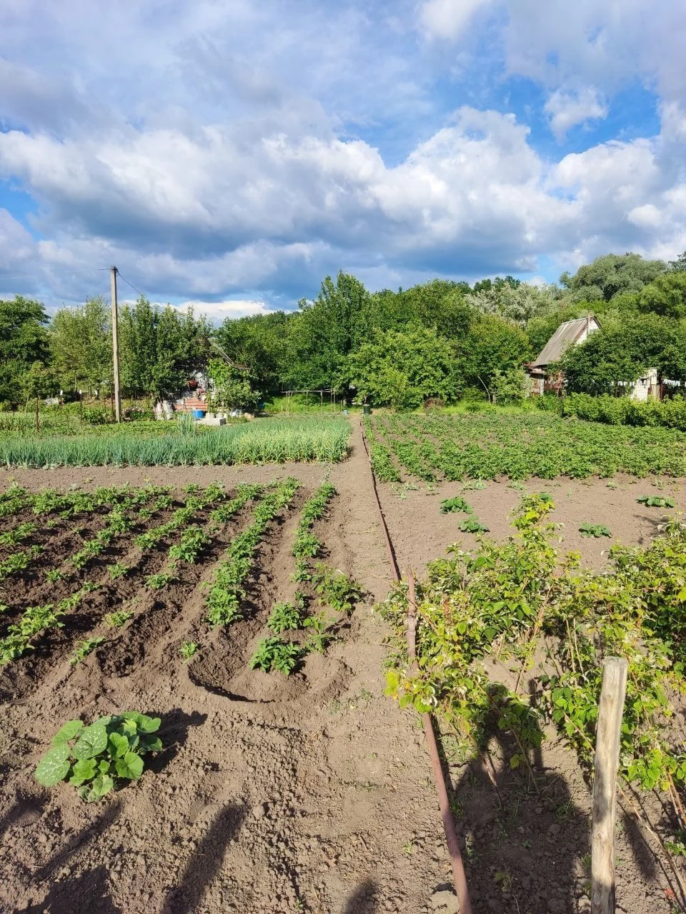 Продам дачу кооператив Берізка (Олдиш)