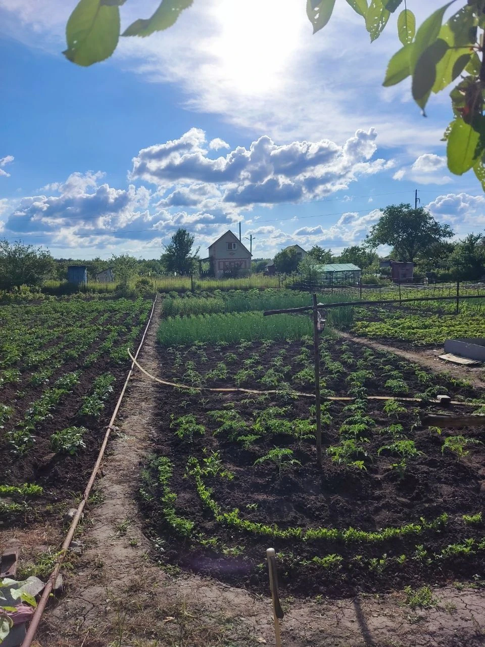 Продам дачу кооператив Берізка (Олдиш)