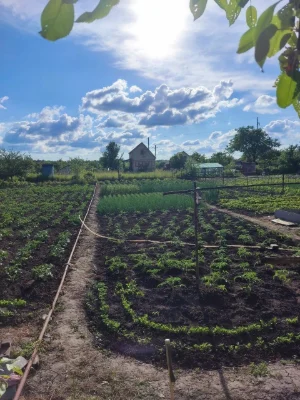 Продам дачу кооператив Берізка (Олдиш)