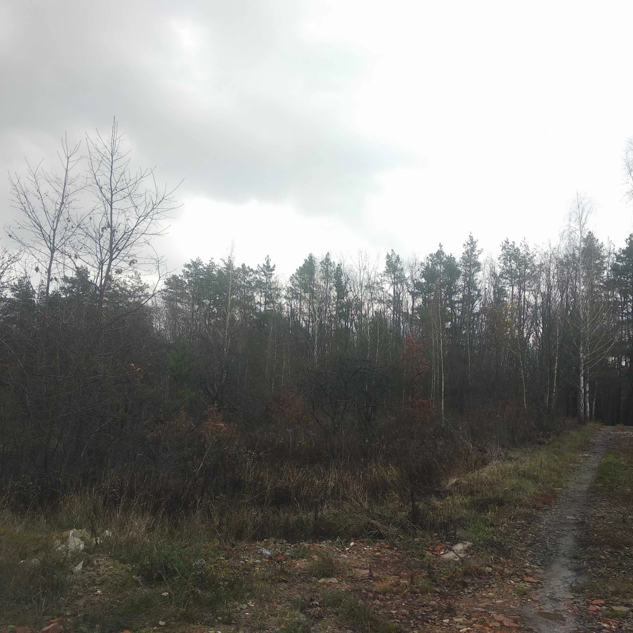 For Sale: 9-Acre Plot in the Dіброва Dacha Cooperative