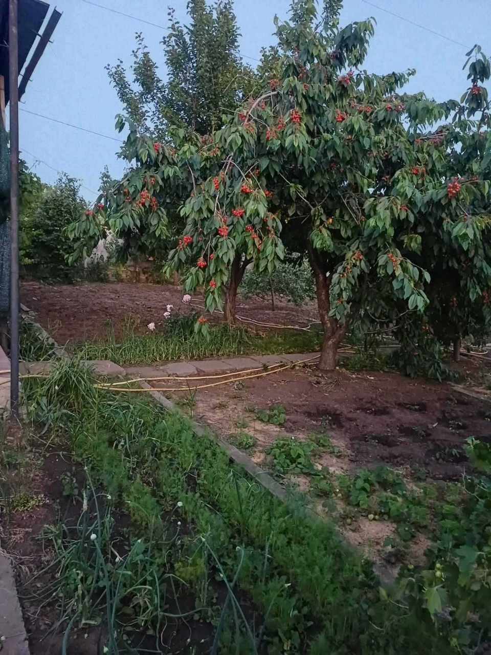 For Sale: Cottage (Residential House) with Address, "Zorka"